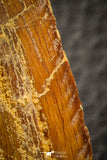 07047 - Huge Serrated 3.68 Inch Carcharodontosaurus Dinosaur Tooth KemKem