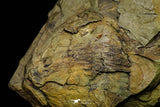 21033 - Unique Museum Grade Asaphid Trilobite With Preserved Appendages Ordovician Fezouata Fm