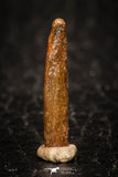 05263 - Well Preserved 0.63 Inch Rebbachisaurus Diplodocoid Sauropod Dinosaur Tooth