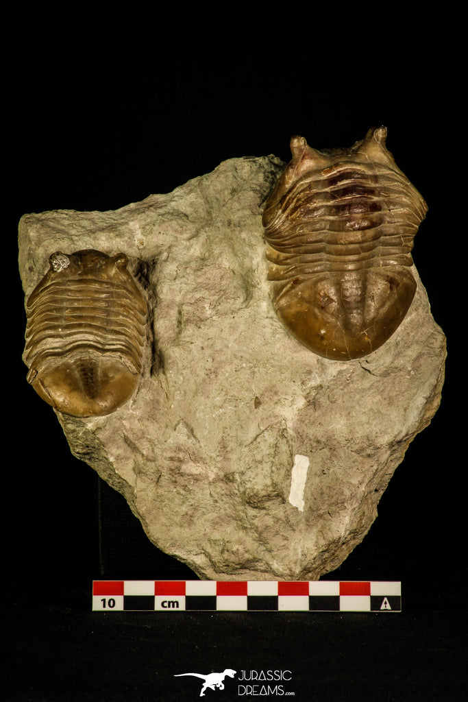 30034 - Top Association 2 Asaphus punctatus Middle Ordovician Trilobites Russia