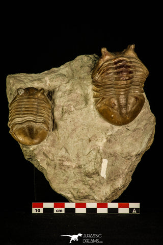 30034 - Top Association 2 Asaphus punctatus Middle Ordovician Trilobites Russia