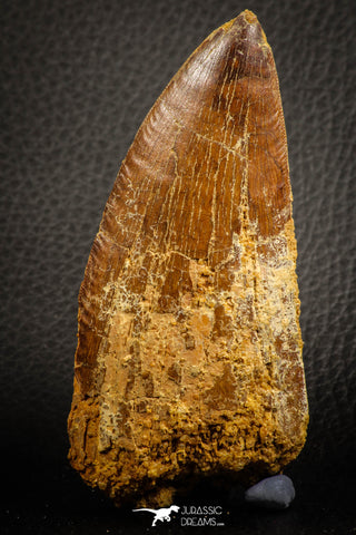 07047 - Huge Serrated 3.68 Inch Carcharodontosaurus Dinosaur Tooth KemKem