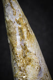 07008 - Top Rare 2.07 Inch Spinosaurus Dinosaur Toe Claw Cretaceous KemKem