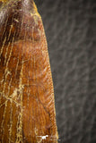 07047 - Huge Serrated 3.68 Inch Carcharodontosaurus Dinosaur Tooth KemKem