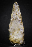 07008 - Top Rare 2.07 Inch Spinosaurus Dinosaur Toe Claw Cretaceous KemKem