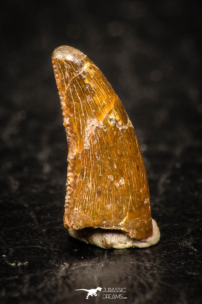 05264 - Top Beautiful 0.45 Inch Serrated Abelisaur Dinosaur Tooth Cretaceous KemKem Beds