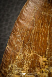 07047 - Huge Serrated 3.68 Inch Carcharodontosaurus Dinosaur Tooth KemKem
