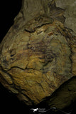 21033 - Unique Museum Grade Asaphid Trilobite With Preserved Appendages Ordovician Fezouata Fm