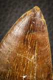 07047 - Huge Serrated 3.68 Inch Carcharodontosaurus Dinosaur Tooth KemKem