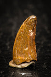 05264 - Top Beautiful 0.45 Inch Serrated Abelisaur Dinosaur Tooth Cretaceous KemKem Beds