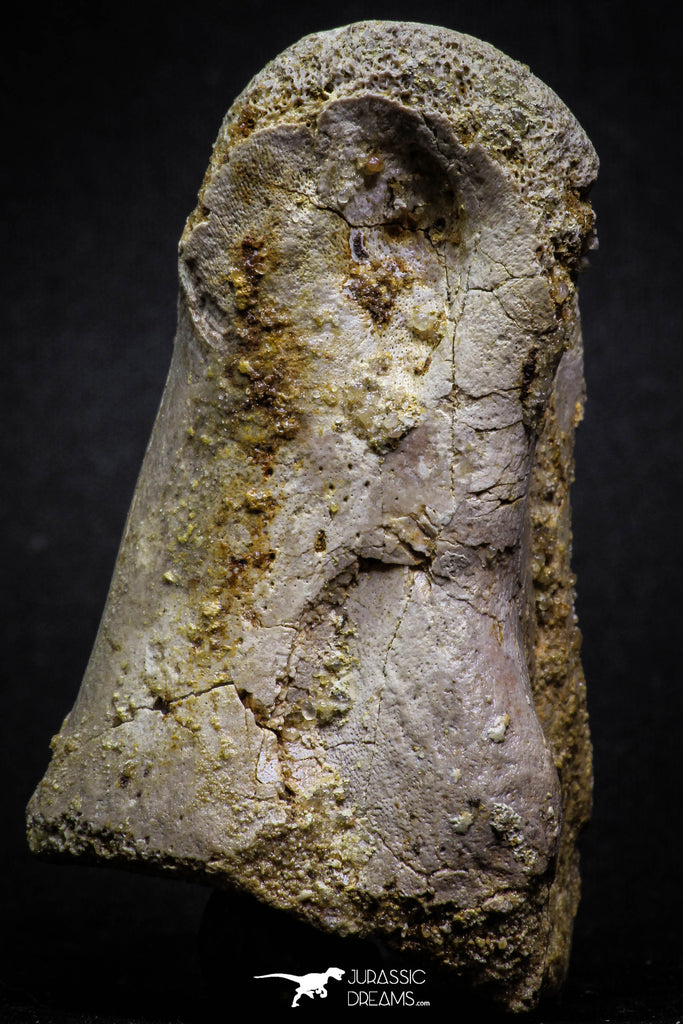 07009 - Top Rare 3.08 Inch Spinosaurus Dinosaur Foot Phalanx Bone Cretaceous KemKem