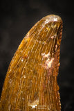 05264 - Top Beautiful 0.45 Inch Serrated Abelisaur Dinosaur Tooth Cretaceous KemKem Beds