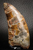 07048 - Advanced Collector Grade 2.64 Inch Carcharodontosaurus Dinosaur Tooth KemKem