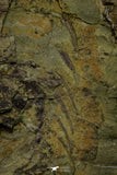 21033 - Unique Museum Grade Asaphid Trilobite With Preserved Appendages Ordovician Fezouata Fm