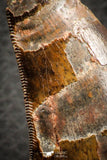 07048 - Advanced Collector Grade 2.64 Inch Carcharodontosaurus Dinosaur Tooth KemKem