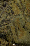 21033 - Unique Museum Grade Asaphid Trilobite With Preserved Appendages Ordovician Fezouata Fm