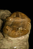 30034 - Top Association 2 Asaphus punctatus Middle Ordovician Trilobites Russia