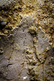 07009 - Top Rare 3.08 Inch Spinosaurus Dinosaur Foot Phalanx Bone Cretaceous KemKem