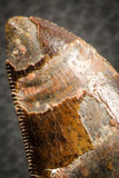 07048 - Advanced Collector Grade 2.64 Inch Carcharodontosaurus Dinosaur Tooth KemKem
