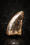 05265 - Top Beautiful 0.34 Inch Serrated Abelisaur Dinosaur Tooth Cretaceous KemKem Beds