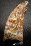 07048 - Advanced Collector Grade 2.64 Inch Carcharodontosaurus Dinosaur Tooth KemKem