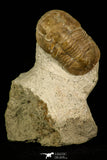 30035 - Top Rare Niobella lindstroemi Middle Ordovician Trilobite Russia