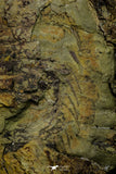 21033 - Unique Museum Grade Asaphid Trilobite With Preserved Appendages Ordovician Fezouata Fm