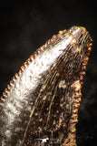 05265 - Top Beautiful 0.34 Inch Serrated Abelisaur Dinosaur Tooth Cretaceous KemKem Beds