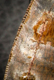 07048 - Advanced Collector Grade 2.64 Inch Carcharodontosaurus Dinosaur Tooth KemKem