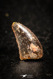 05265 - Top Beautiful 0.34 Inch Serrated Abelisaur Dinosaur Tooth Cretaceous KemKem Beds