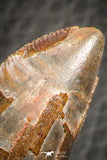 07048 - Advanced Collector Grade 2.64 Inch Carcharodontosaurus Dinosaur Tooth KemKem