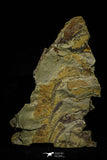 21033 - Unique Museum Grade Asaphid Trilobite With Preserved Appendages Ordovician Fezouata Fm