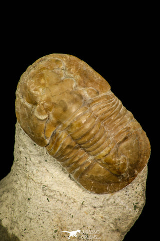 30035 - Top Rare Niobella lindstroemi Middle Ordovician Trilobite Russia