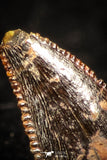 05265 - Top Beautiful 0.34 Inch Serrated Abelisaur Dinosaur Tooth Cretaceous KemKem Beds