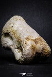 07009 - Top Rare 3.08 Inch Spinosaurus Dinosaur Foot Phalanx Bone Cretaceous KemKem