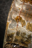 07048 - Advanced Collector Grade 2.64 Inch Carcharodontosaurus Dinosaur Tooth KemKem