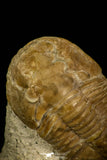 30035 - Top Rare Niobella lindstroemi Middle Ordovician Trilobite Russia