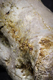 07009 - Top Rare 3.08 Inch Spinosaurus Dinosaur Foot Phalanx Bone Cretaceous KemKem