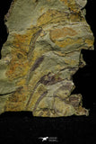 21033 - Unique Museum Grade Asaphid Trilobite With Preserved Appendages Ordovician Fezouata Fm