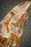07048 - Advanced Collector Grade 2.64 Inch Carcharodontosaurus Dinosaur Tooth KemKem