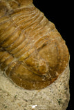 30035 - Top Rare Niobella lindstroemi Middle Ordovician Trilobite Russia