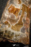 07048 - Advanced Collector Grade 2.64 Inch Carcharodontosaurus Dinosaur Tooth KemKem