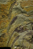 21033 - Unique Museum Grade Asaphid Trilobite With Preserved Appendages Ordovician Fezouata Fm