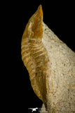30035 - Top Rare Niobella lindstroemi Middle Ordovician Trilobite Russia
