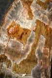 07048 - Advanced Collector Grade 2.64 Inch Carcharodontosaurus Dinosaur Tooth KemKem