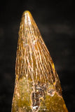 05266 - Top Beautiful 0.41 Inch Pterosaur (Coloborhynchus) Tooth Cretaceous KemKem