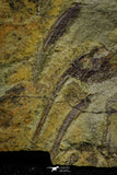 21033 - Unique Museum Grade Asaphid Trilobite With Preserved Appendages Ordovician Fezouata Fm