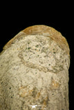 30035 - Top Rare Niobella lindstroemi Middle Ordovician Trilobite Russia