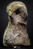 07010 - Top Rare 2.47 Inch Spinosaurus Dinosaur Foot Phalanx Bone Cretaceous KemKem