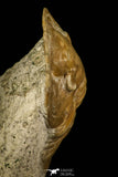 30035 - Top Rare Niobella lindstroemi Middle Ordovician Trilobite Russia